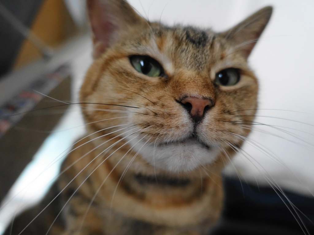 f:id:shigeo-t:20180807104042j:plain f:id:shigeo-t:20180807104042j:plain