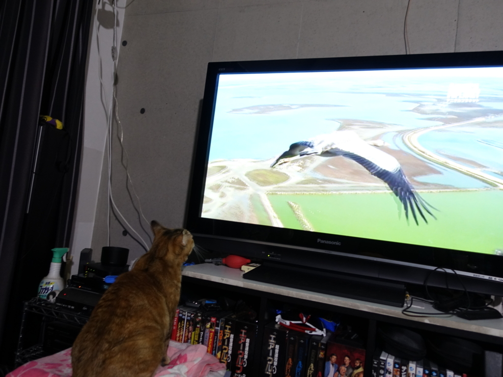 f:id:shigeo-t:20180807104311j:plain f:id:shigeo-t:20180807104311j:plain