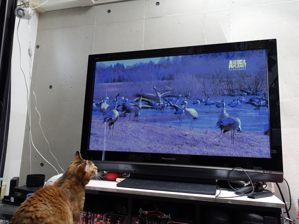 f:id:shigeo-t:20180807104410j:plain f:id:shigeo-t:20180807104410j:plain