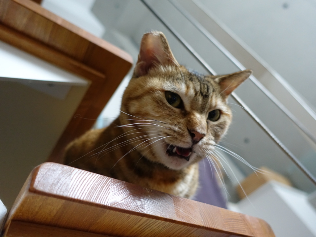 f:id:shigeo-t:20180807104537j:plain f:id:shigeo-t:20180807104537j:plain