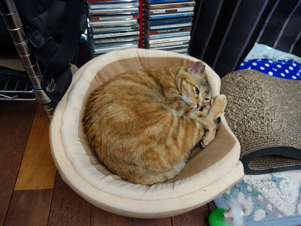 f:id:shigeo-t:20180807104708j:plain f:id:shigeo-t:20180807104708j:plain