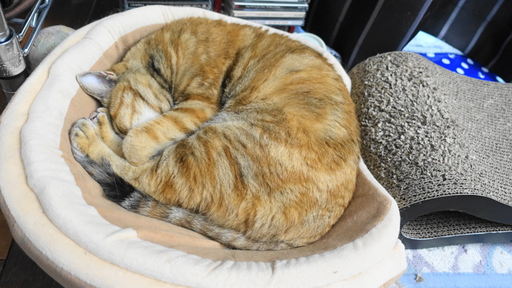 f:id:shigeo-t:20180807105431j:plain f:id:shigeo-t:20180807105431j:plain