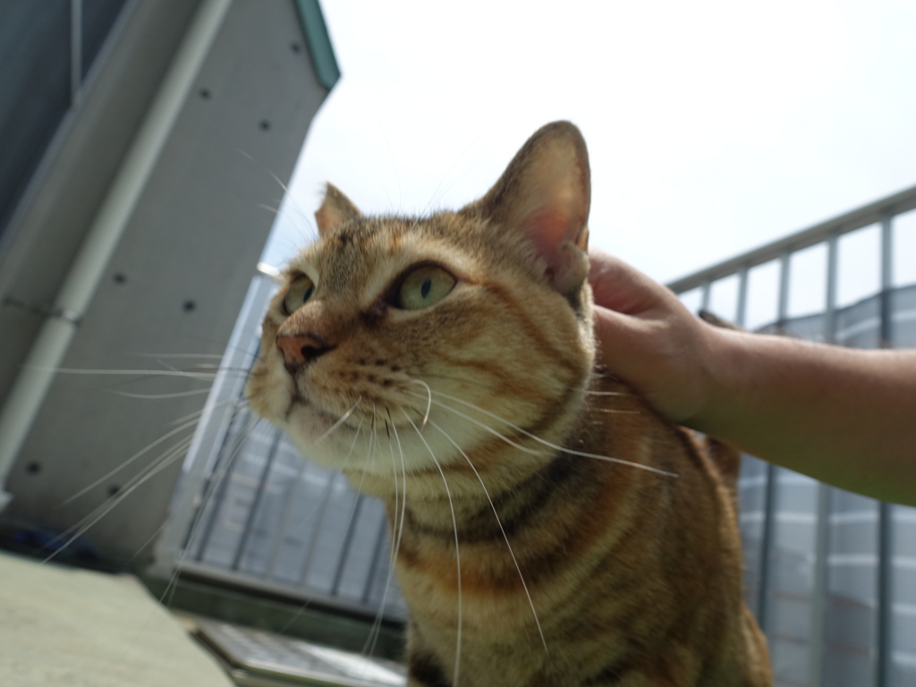 f:id:shigeo-t:20180810102004j:plain f:id:shigeo-t:20180810102004j:plain