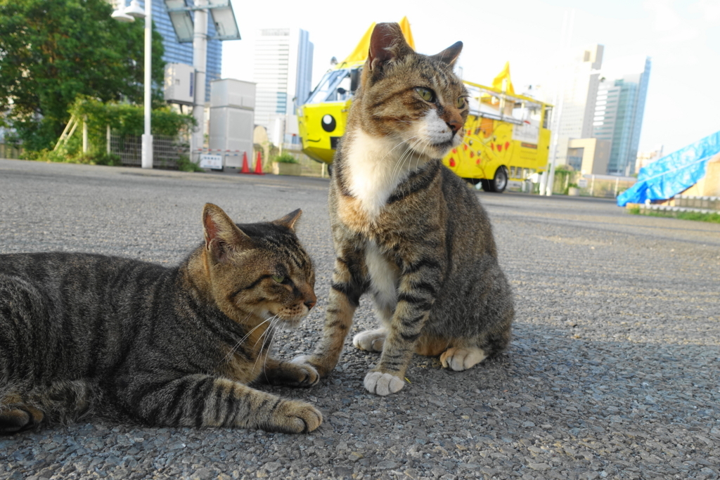 f:id:shigeo-t:20180816103455j:plain f:id:shigeo-t:20180816103455j:plain