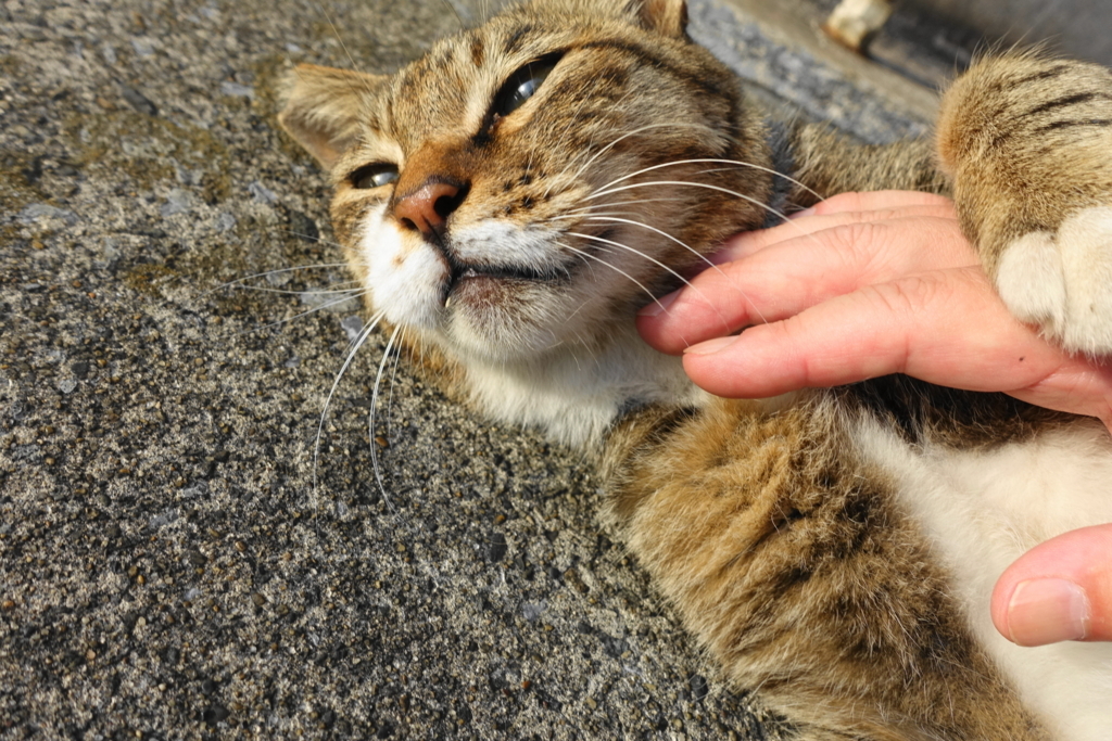 f:id:shigeo-t:20180825105414j:plain f:id:shigeo-t:20180825105414j:plain