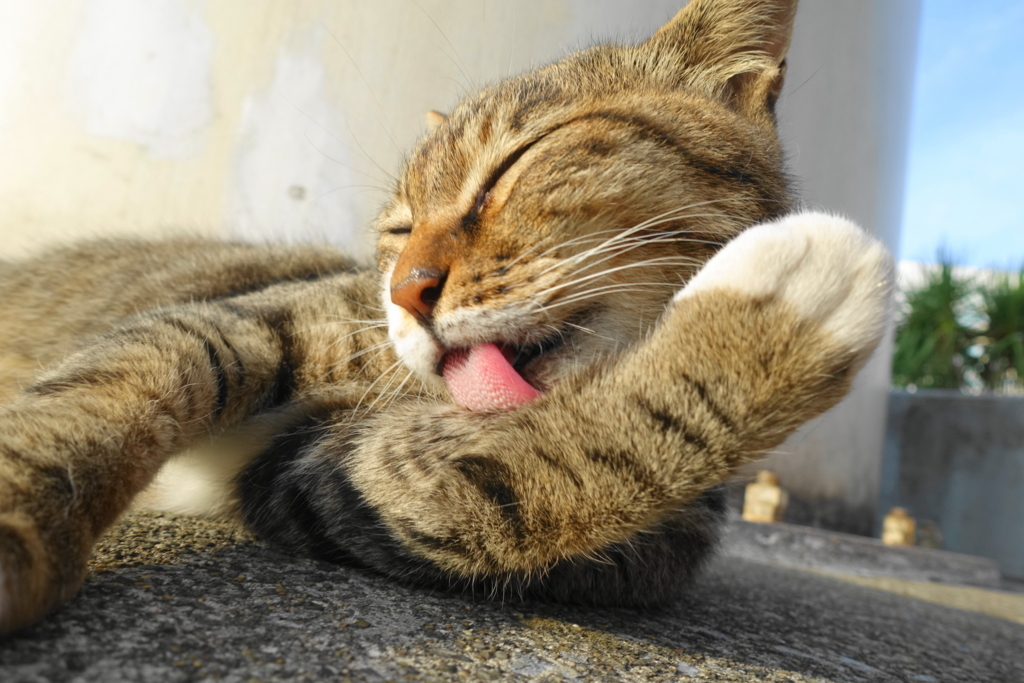 f:id:shigeo-t:20180825105444j:plain f:id:shigeo-t:20180825105444j:plain