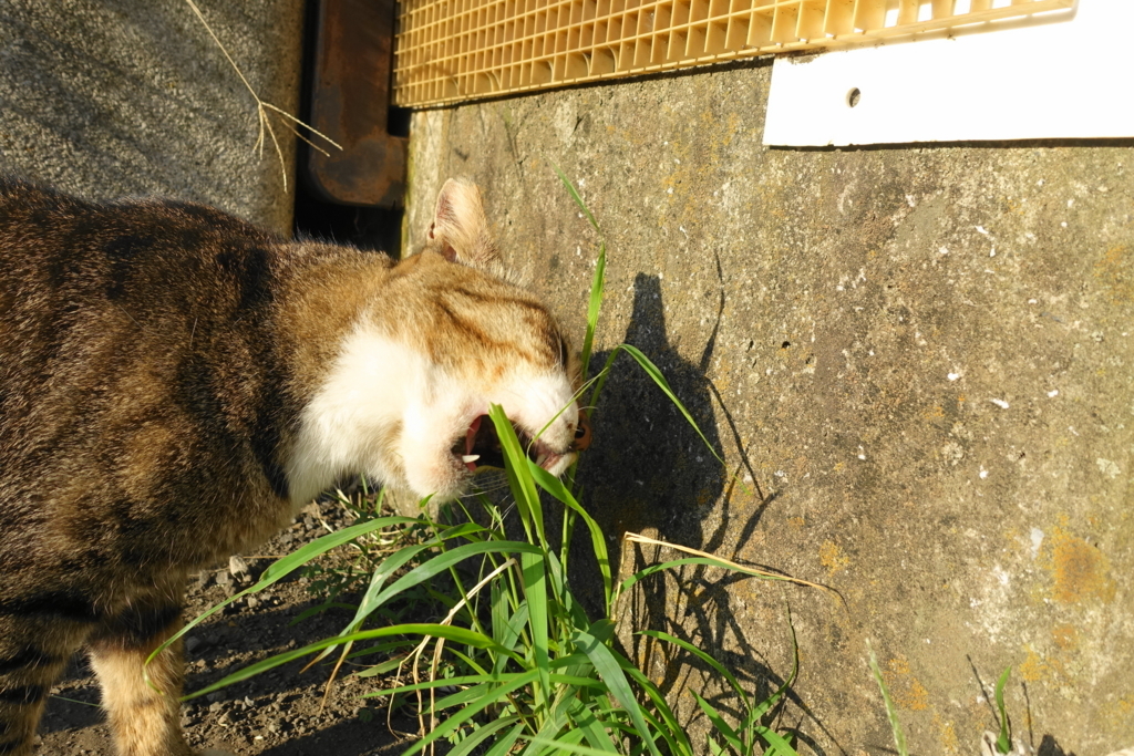 f:id:shigeo-t:20180825110859j:plain f:id:shigeo-t:20180825110859j:plain