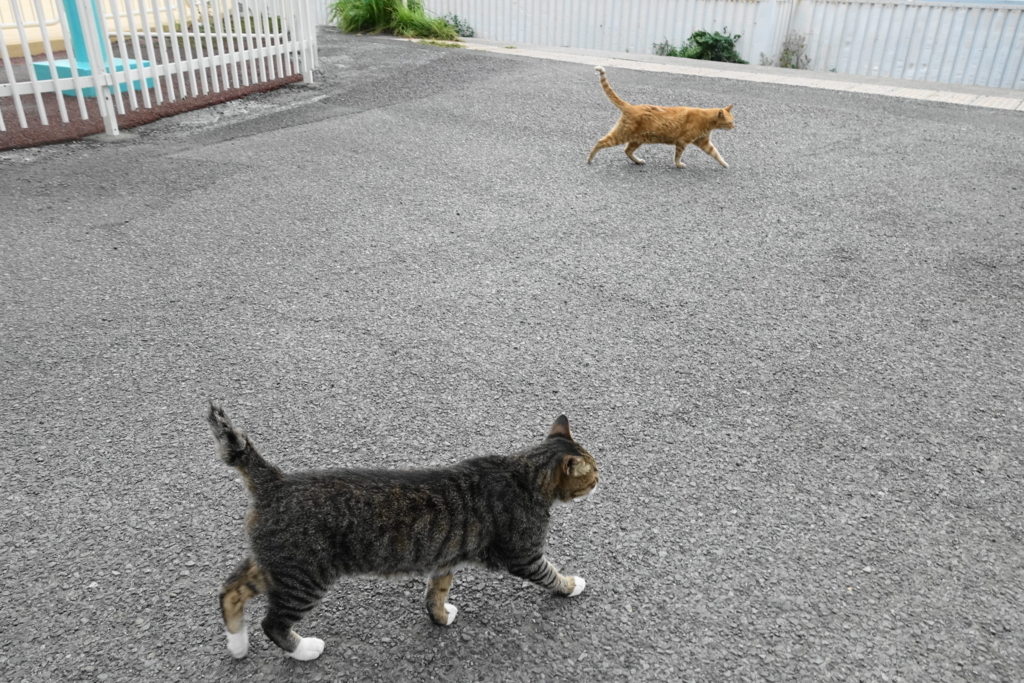 f:id:shigeo-t:20180825111351j:plain f:id:shigeo-t:20180825111351j:plain