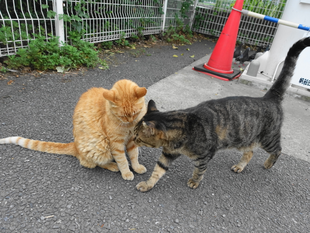 f:id:shigeo-t:20180825111545j:plain f:id:shigeo-t:20180825111545j:plain