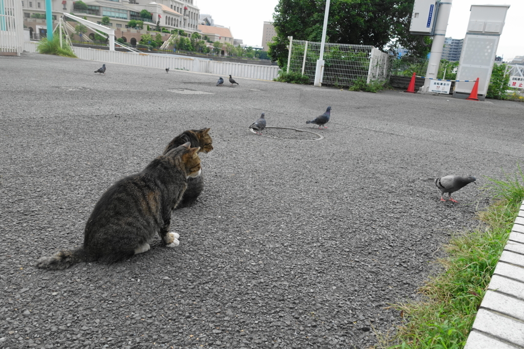 f:id:shigeo-t:20180825112032j:plain f:id:shigeo-t:20180825112032j:plain