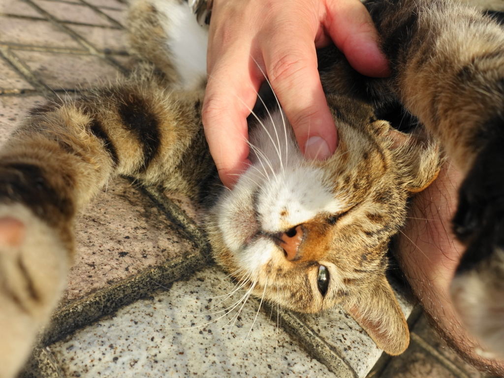 f:id:shigeo-t:20180827092602j:plain f:id:shigeo-t:20180827092602j:plain