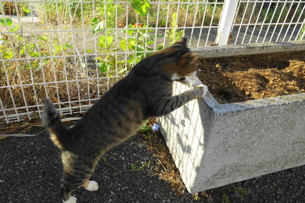 f:id:shigeo-t:20180827093746j:plain f:id:shigeo-t:20180827093746j:plain