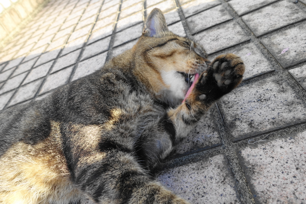 f:id:shigeo-t:20180827094104j:plain f:id:shigeo-t:20180827094104j:plain