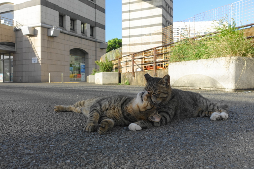 f:id:shigeo-t:20180827095505j:plain f:id:shigeo-t:20180827095505j:plain