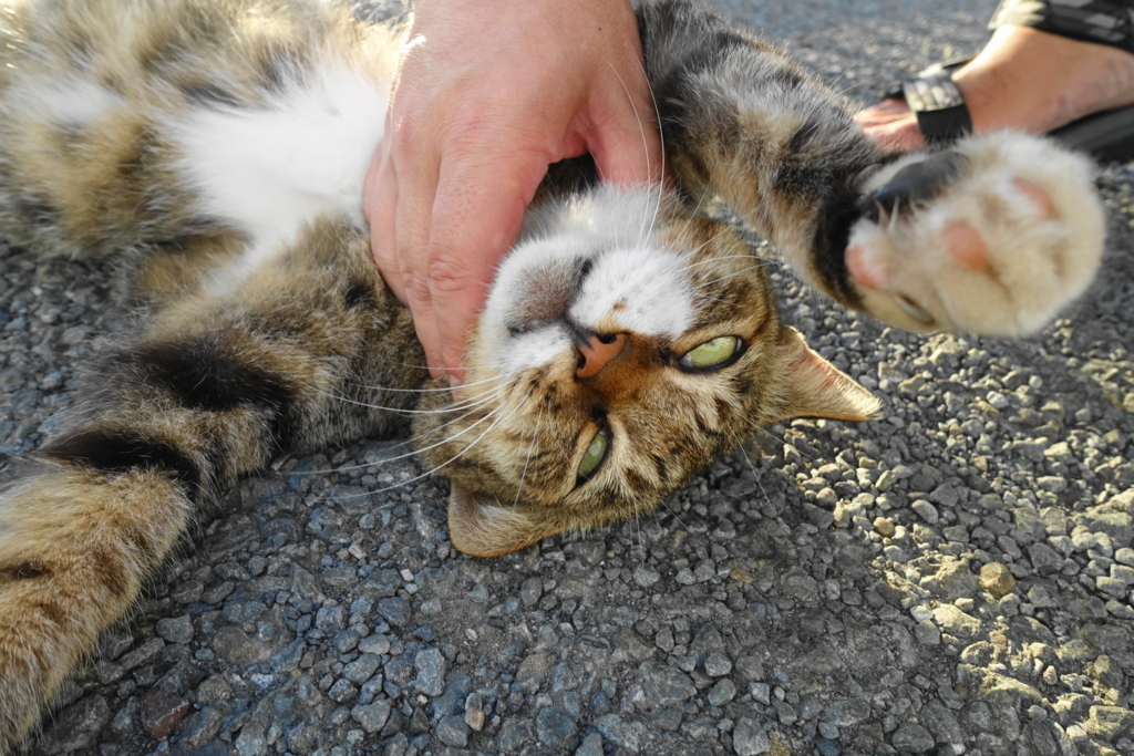 f:id:shigeo-t:20180829091031j:plain f:id:shigeo-t:20180829091031j:plain