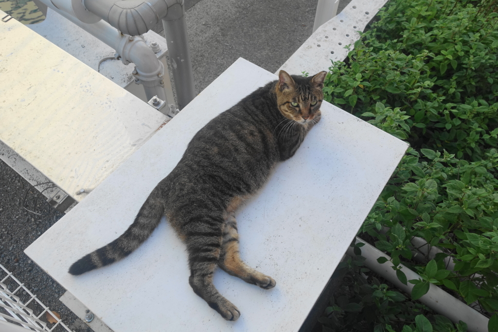 f:id:shigeo-t:20180829092108j:plain f:id:shigeo-t:20180829092108j:plain