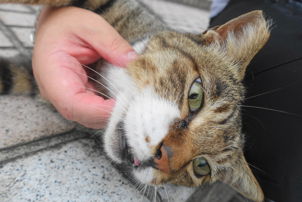 f:id:shigeo-t:20180829094411j:plain f:id:shigeo-t:20180829094411j:plain