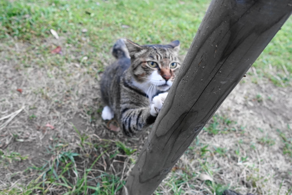 f:id:shigeo-t:20180829094631j:plain f:id:shigeo-t:20180829094631j:plain