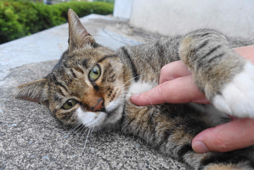 f:id:shigeo-t:20180829094712j:plain f:id:shigeo-t:20180829094712j:plain