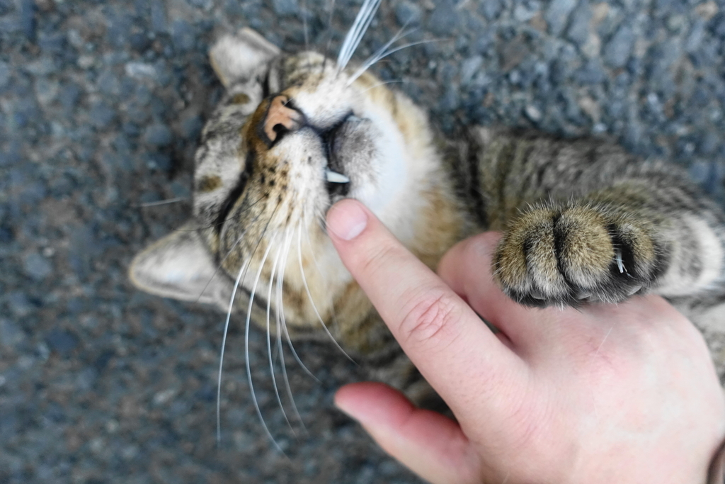 f:id:shigeo-t:20180831092259j:plain f:id:shigeo-t:20180831092259j:plain