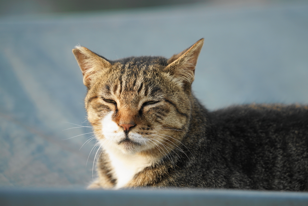 f:id:shigeo-t:20180831093844j:plain f:id:shigeo-t:20180831093844j:plain