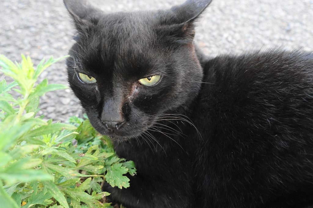 f:id:shigeo-t:20180831094629j:plain f:id:shigeo-t:20180831094629j:plain