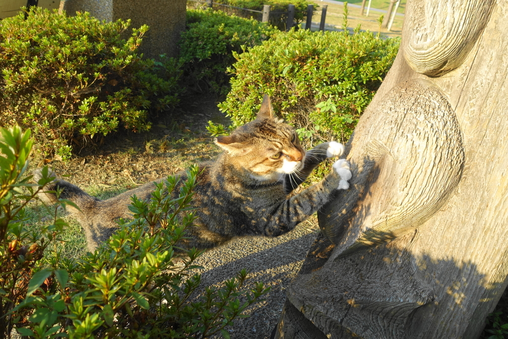 f:id:shigeo-t:20180831094727j:plain f:id:shigeo-t:20180831094727j:plain