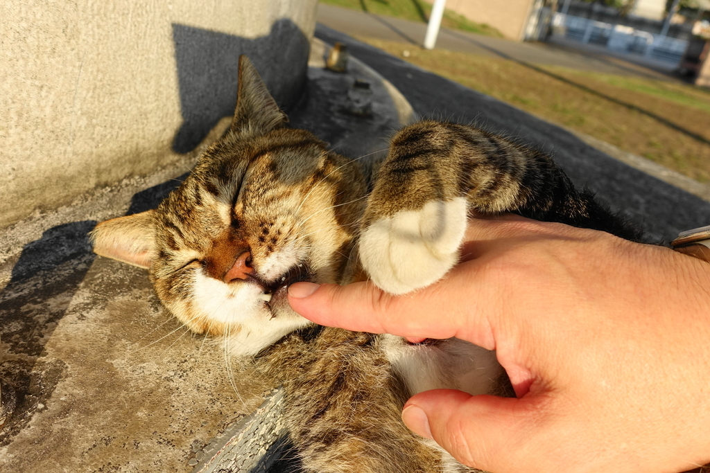 f:id:shigeo-t:20180831095330j:plain f:id:shigeo-t:20180831095330j:plain