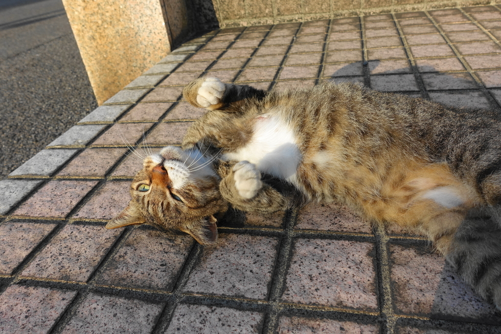 f:id:shigeo-t:20180905055154j:plain