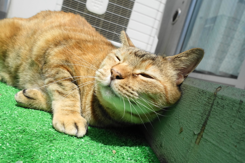 f:id:shigeo-t:20180907093150j:plain f:id:shigeo-t:20180907093150j:plain
