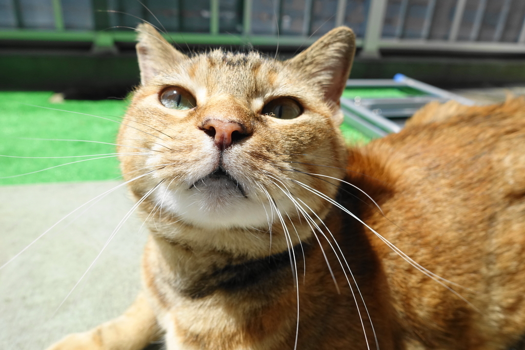 f:id:shigeo-t:20180907093217j:plain f:id:shigeo-t:20180907093217j:plain