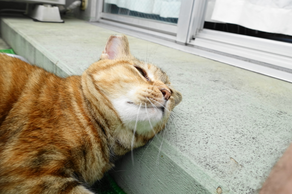 f:id:shigeo-t:20180907093446j:plain f:id:shigeo-t:20180907093446j:plain