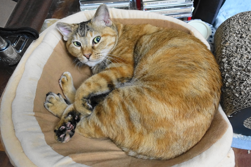 f:id:shigeo-t:20180907093848j:plain f:id:shigeo-t:20180907093848j:plain