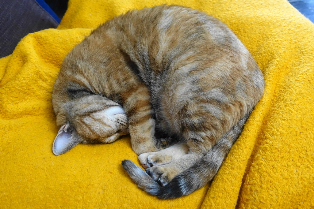 f:id:shigeo-t:20180907094311j:plain f:id:shigeo-t:20180907094311j:plain