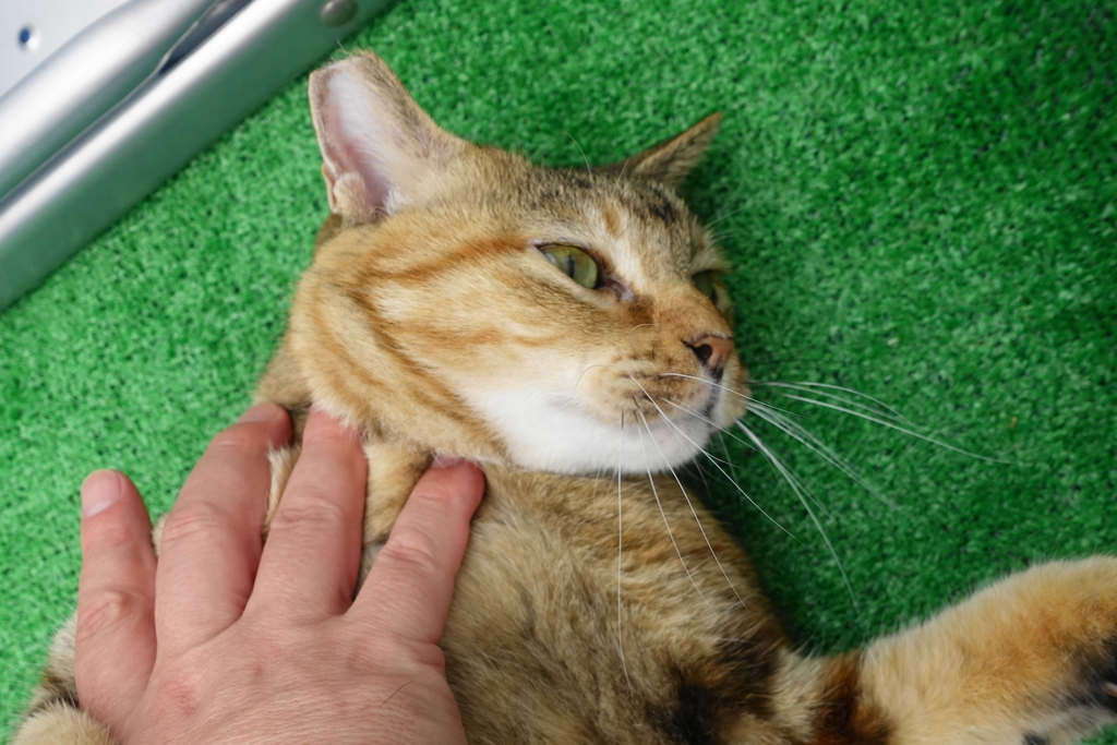 f:id:shigeo-t:20180907094714j:plain f:id:shigeo-t:20180907094714j:plain
