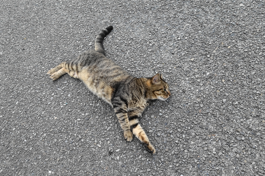 f:id:shigeo-t:20180913103731j:plain f:id:shigeo-t:20180913103731j:plain