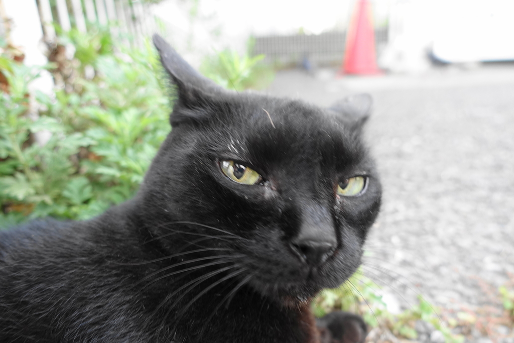 f:id:shigeo-t:20180913104114j:plain f:id:shigeo-t:20180913104114j:plain