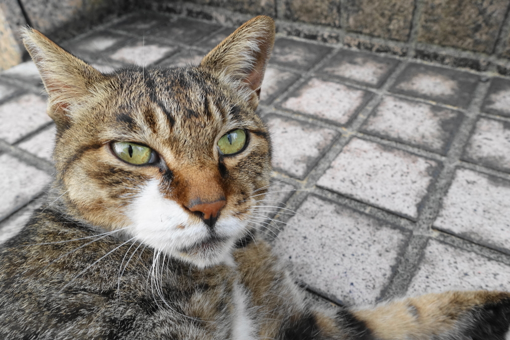 f:id:shigeo-t:20180913104258j:plain f:id:shigeo-t:20180913104258j:plain
