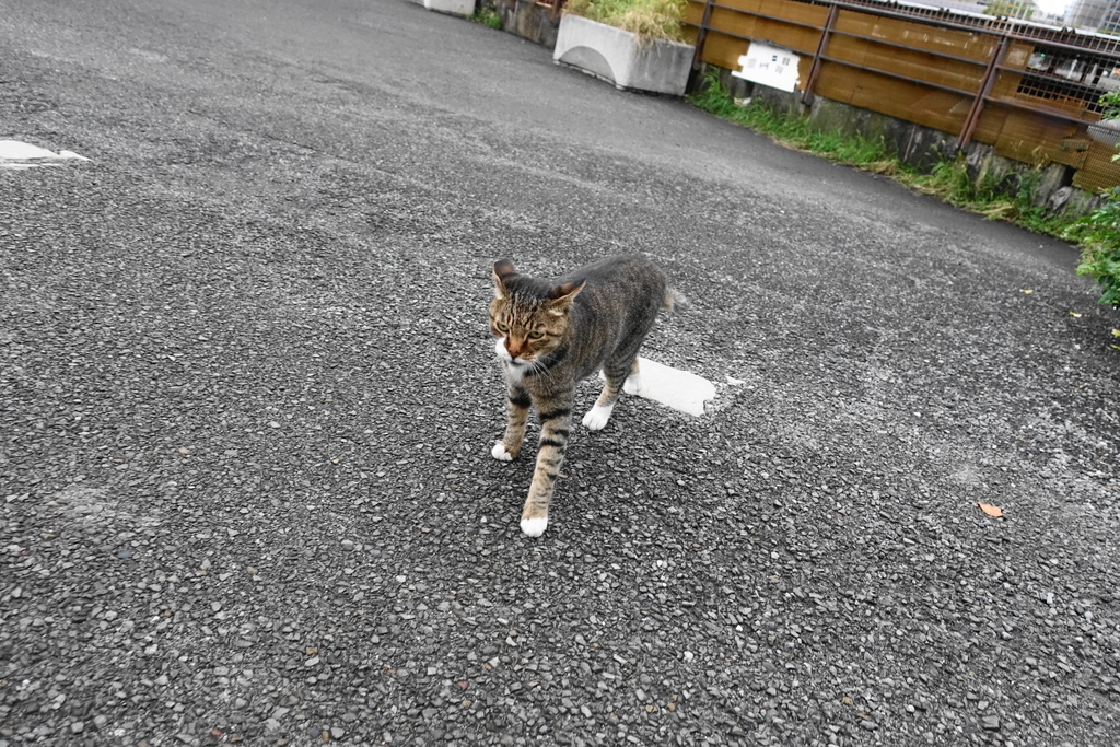 f:id:shigeo-t:20180913104738j:plain f:id:shigeo-t:20180913104738j:plain
