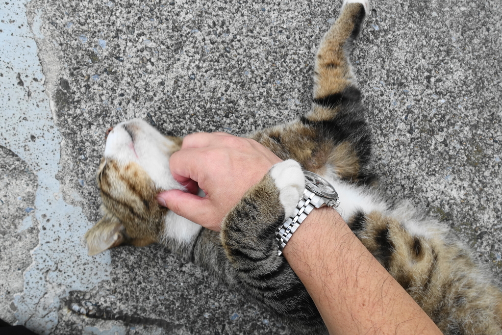 f:id:shigeo-t:20180913105321j:plain f:id:shigeo-t:20180913105321j:plain
