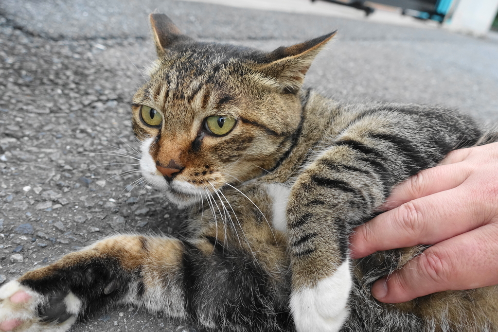 f:id:shigeo-t:20180913110118j:plain f:id:shigeo-t:20180913110118j:plain