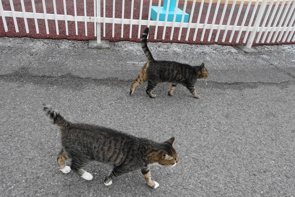 f:id:shigeo-t:20180913110511j:plain f:id:shigeo-t:20180913110511j:plain