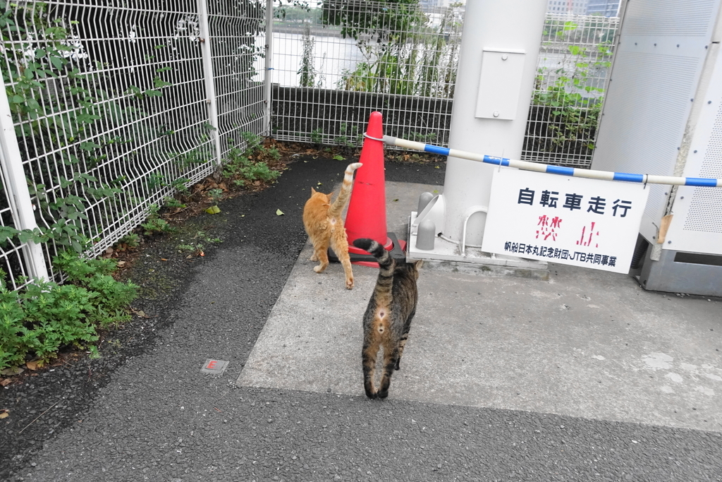 f:id:shigeo-t:20180913110555j:plain f:id:shigeo-t:20180913110555j:plain