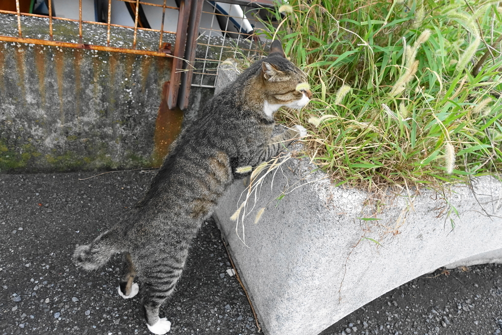 f:id:shigeo-t:20180913111410j:plain f:id:shigeo-t:20180913111410j:plain