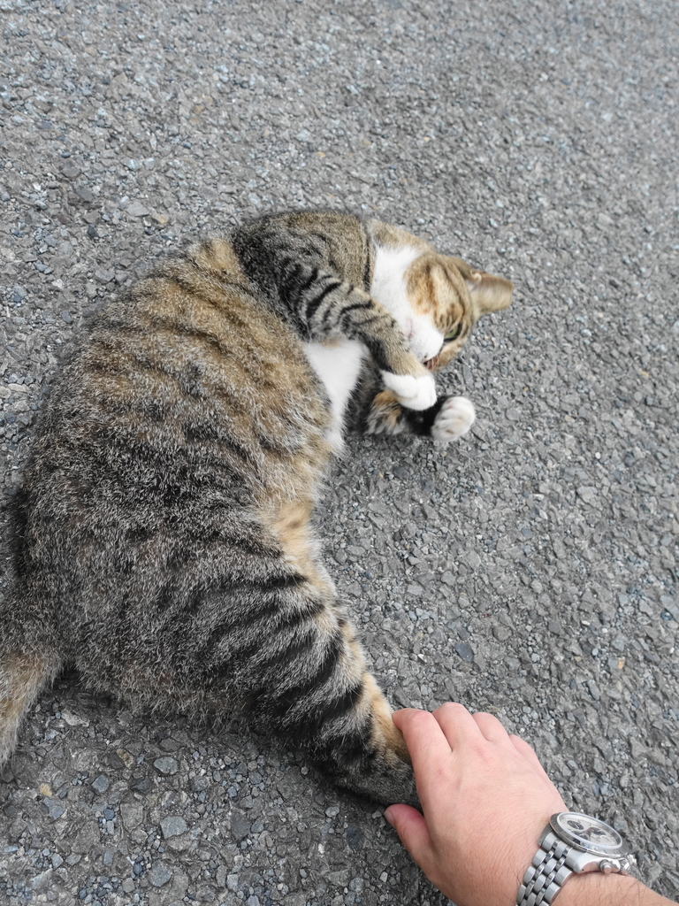 f:id:shigeo-t:20180913111650j:plain f:id:shigeo-t:20180913111650j:plain