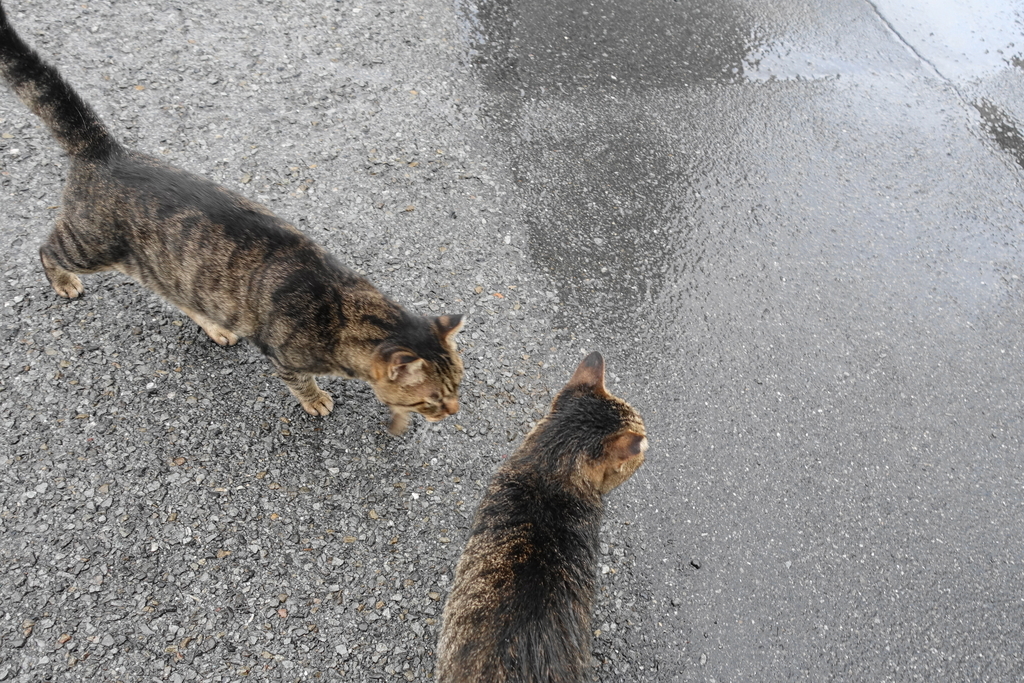 f:id:shigeo-t:20180916102214j:plain f:id:shigeo-t:20180916102214j:plain