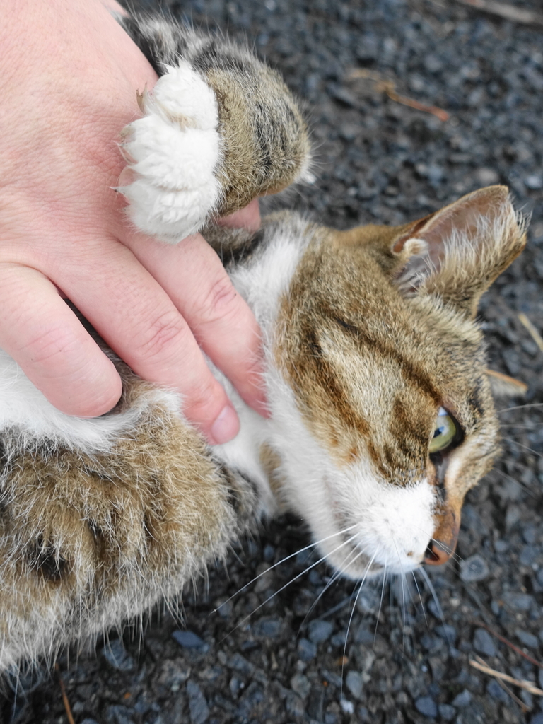 f:id:shigeo-t:20180916102634j:plain f:id:shigeo-t:20180916102634j:plain