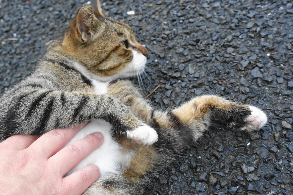 f:id:shigeo-t:20180916102649j:plain f:id:shigeo-t:20180916102649j:plain