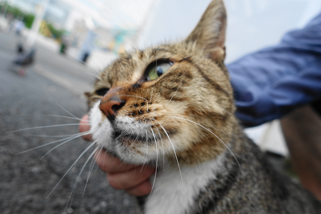 f:id:shigeo-t:20180916102729j:plain f:id:shigeo-t:20180916102729j:plain