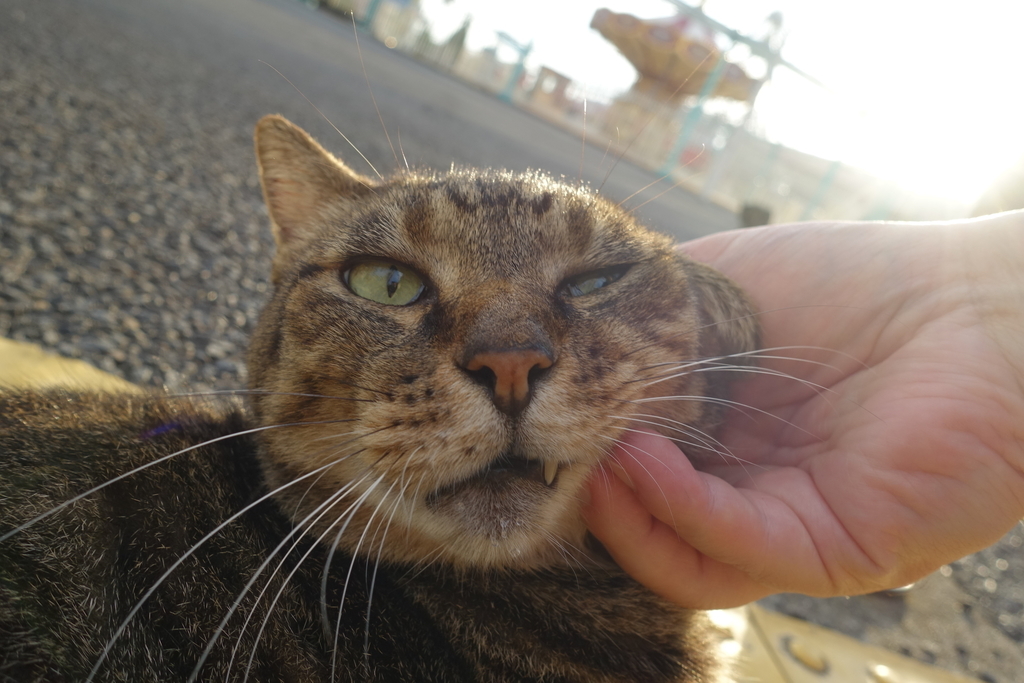 f:id:shigeo-t:20180916103542j:plain f:id:shigeo-t:20180916103542j:plain